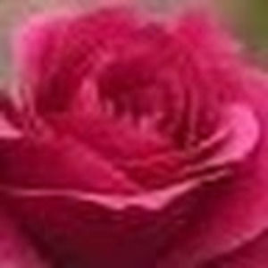 Meet your Posher, Fatima